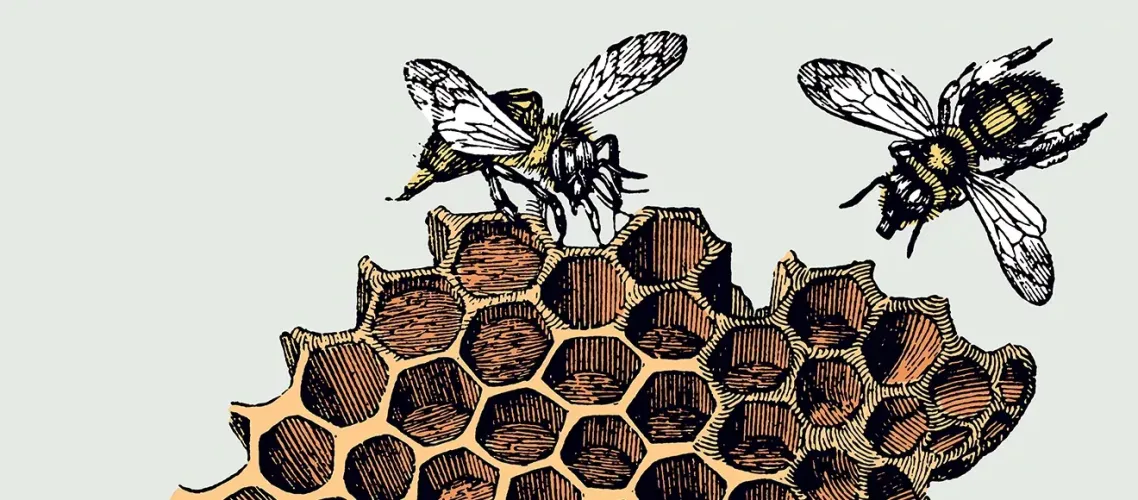 Sketch of bees feeding on a honeycomb