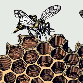 Sketch of bees feeding on a honeycomb